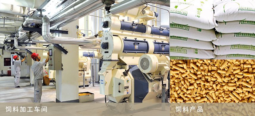 燃?xì)饽K爐如何為飼料行業(yè)快速發(fā)展注入活力？
